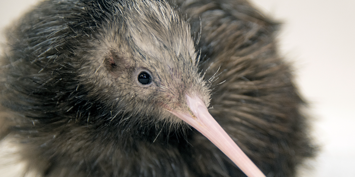 Il kiwi Paora in un'immagine tratta dal sito dello zoo di Miami