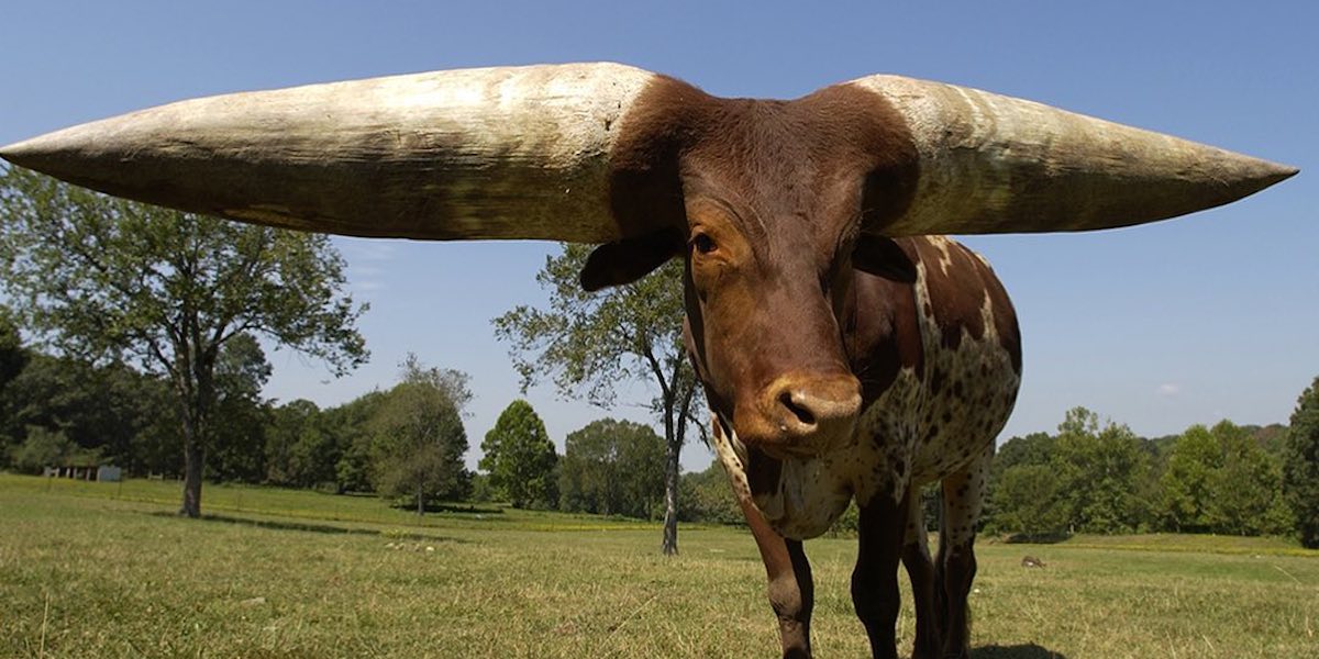 Il bue con le corna dalla circonferenza maggiore secondo il Guinness dei primati, 95,25 cm, nel 2003 (dalla pagina Facebook del Guinness World Records)