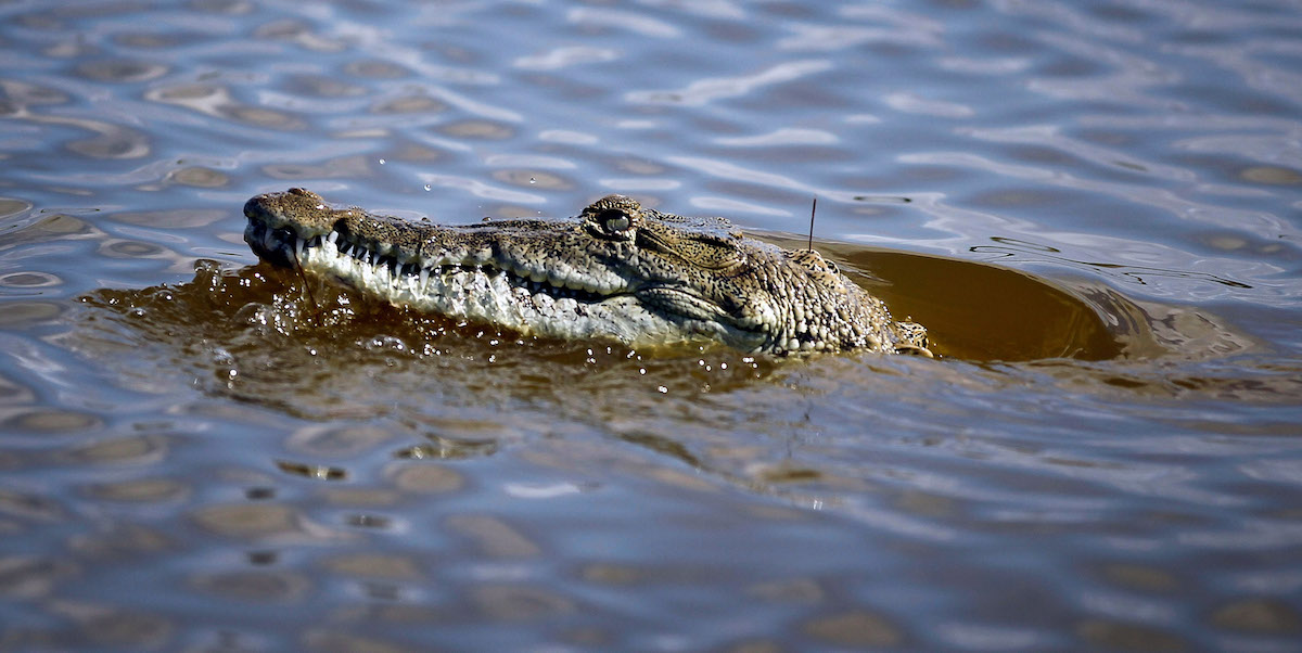 Un esemplare di coccodrillo americano (Joe Raedle/Getty Images)