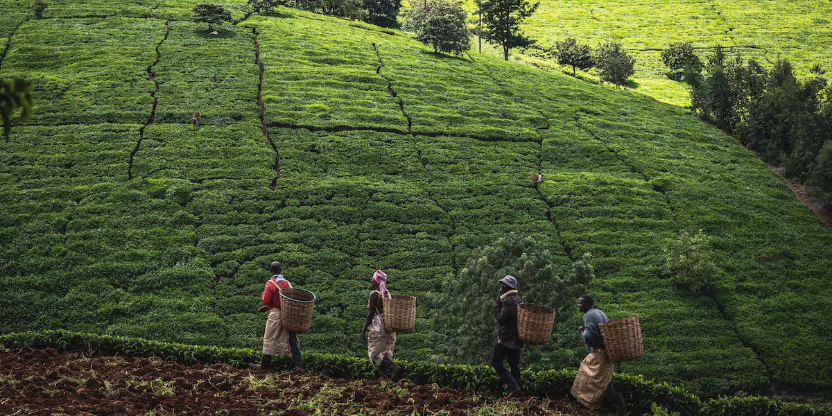 Una piantagione di tè vicino a Nairobi (Credit Image: Â© Wang Guansen/Xinhua via ZUMA Press via ANSA)