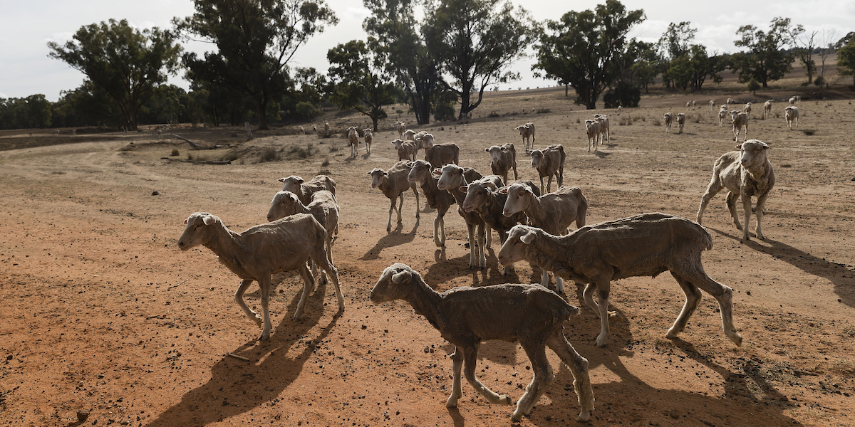 Un gregge di pecore di Coonabarabran, in Australia, in un periodo di siccità nel 2018 (Brook Mitchell/Getty Images)