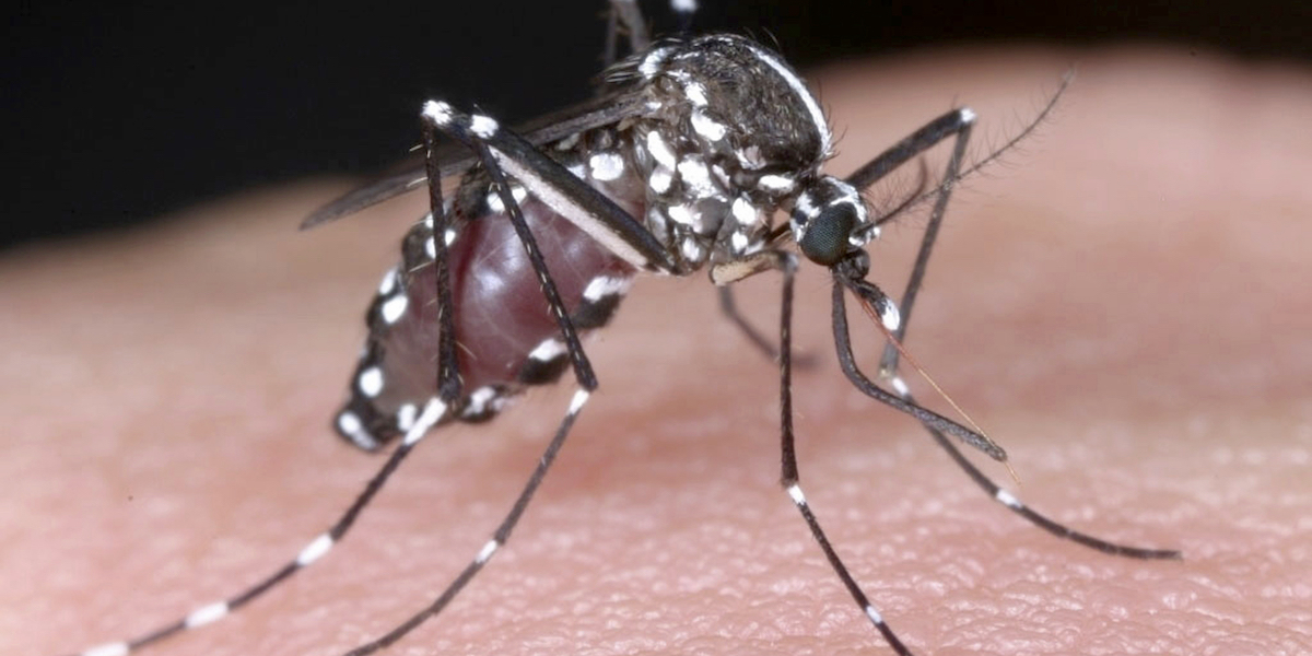 Los mosquitos invasores siguen propagándose en Europa