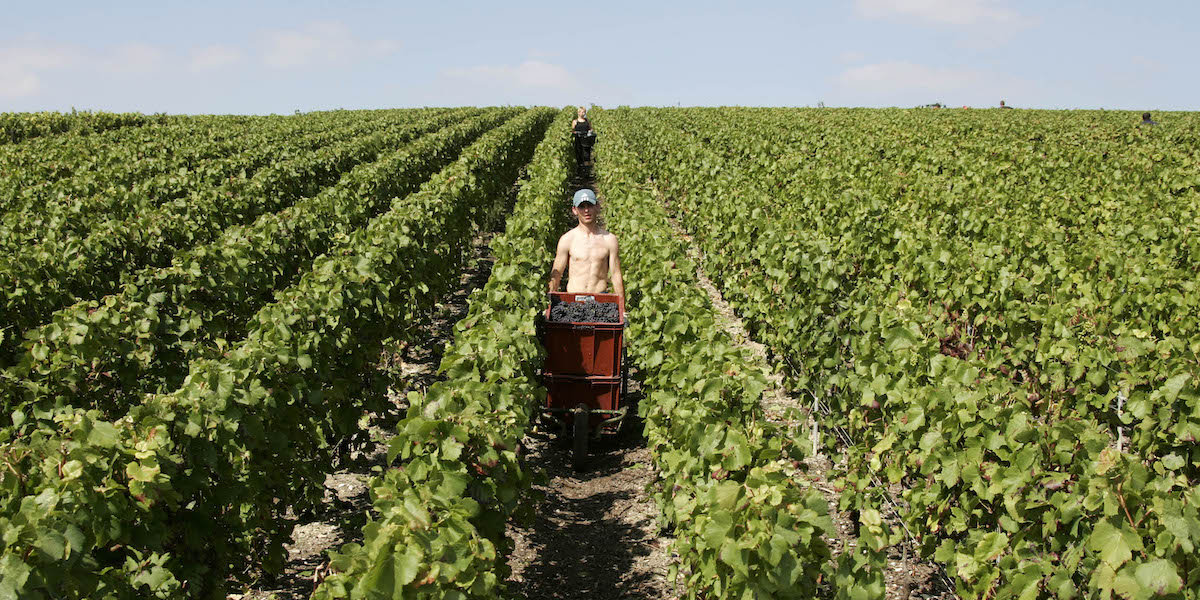 Una vigna nella regione francese dove si produce lo champagne (AP Photo/Francois Mori)