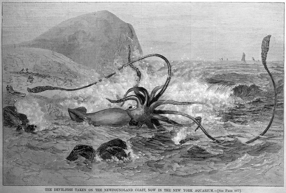calamaro gigante harpers weekly 1877