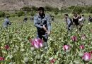 Ora i talebani vogliono combattere l'oppio