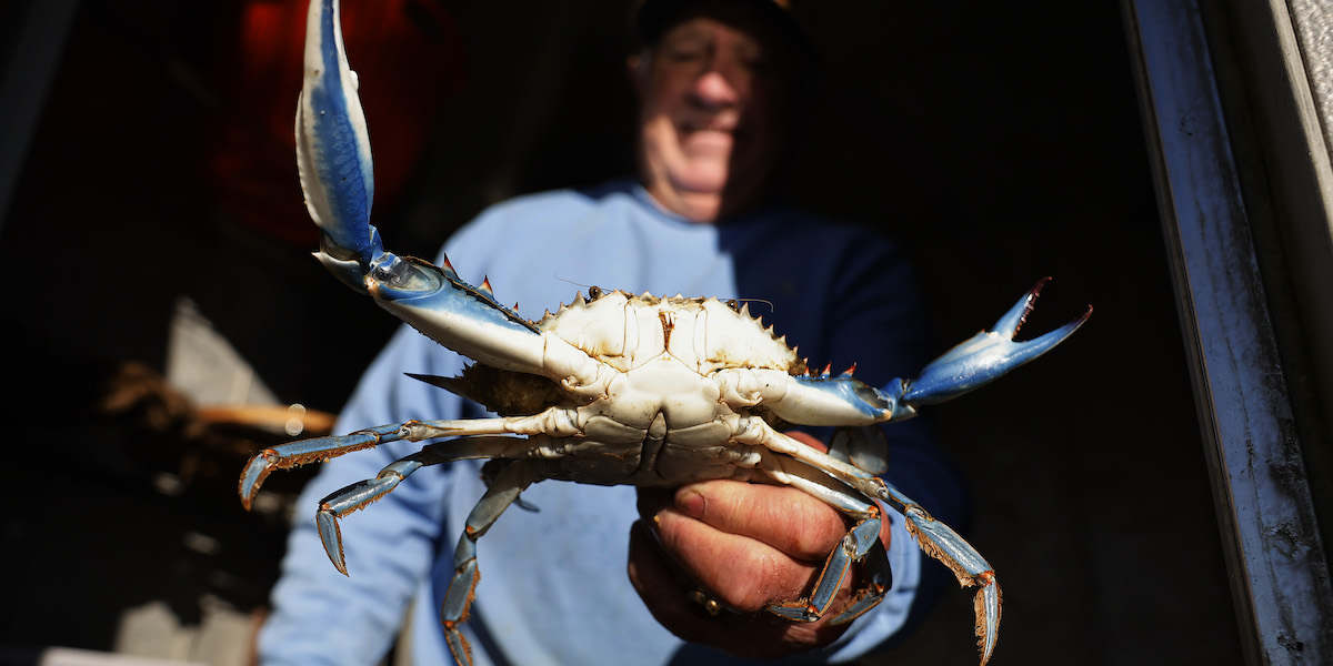 Un esemplare di granchio blu (Chip Somodevilla/Getty Images)