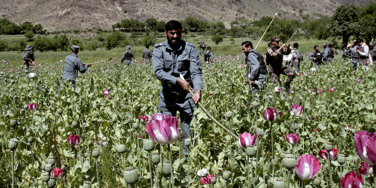 Agenti della polizia dei talebani distruggono una coltivazione di oppio (AP Photo/Rahmat Gul)