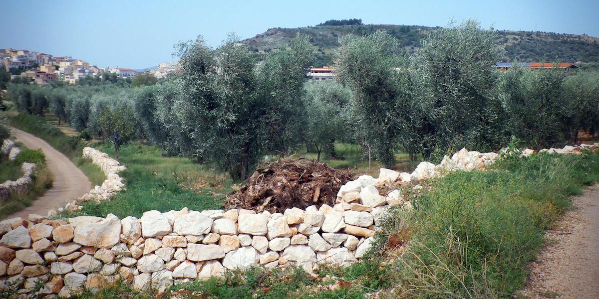 Alberi di ulivo sul promontorio del Gargano, in provincia di Foggia, dove la Xylella fastidiosa non è ancora arrivata (GIUSEPPE GIGLIA/ANSA)