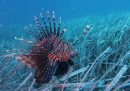 Nei mari della Calabria sono stati avvistati due pesci scorpione