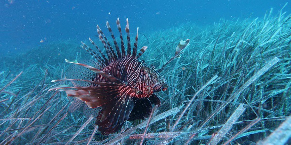 Un pesce scorpione fotografato il 25 giugno 2023 nel mar Ionio (Ernesto Azzurro via ISPRA)