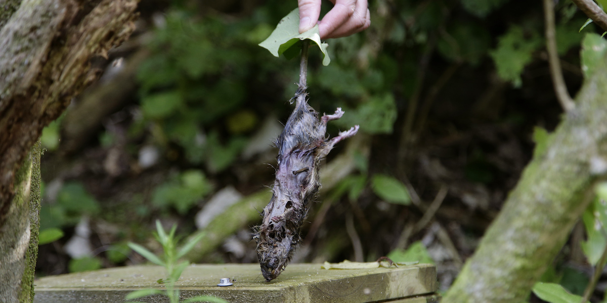 I resti di un ratto catturato in una trappola nel centro di Wellington, in Nuova Zelanda, il 23 marzo 2017 (AP Photo/Mark Baker)