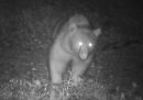 La provincia di Trento vuole poter uccidere più facilmente gli orsi "problematici"