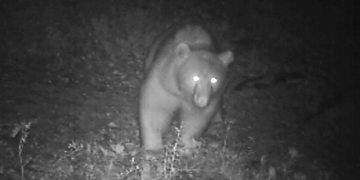 Un orso ripreso da una fototrappola vicino a Trento nel 2012 (Provincia autonoma di Trento/ANSA)