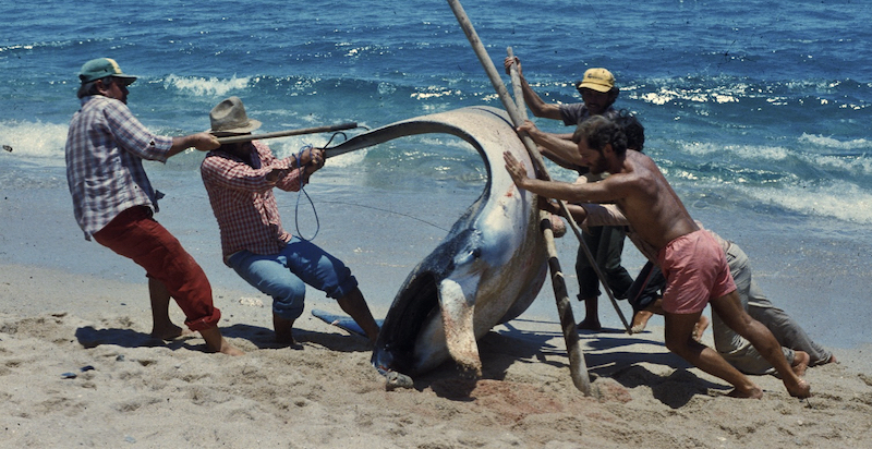 «Negli anni ’80 per fortuna le mante giganti venivano pescate molto raramente. Tuttavia era proprio il fatto che venissero pescate ad aver a che fare con la loro rarità. Oggi, protette dal governo messicano, i loro numeri sembrano essere in ripresa malgrado qualche manta continui a essere catturata illegalmente» (Foto Jeff Schweitzer)