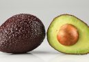 Gli avocado più diffusi al mondo li scoprì un postino