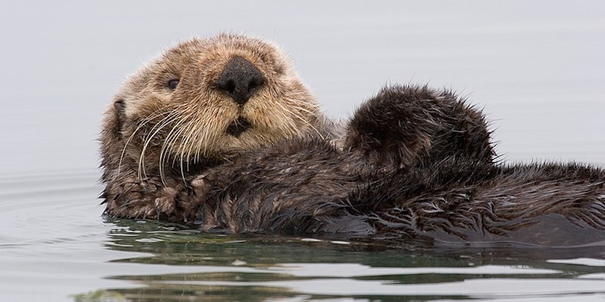 In California c'è una lontra marina che ruba le tavole da surf