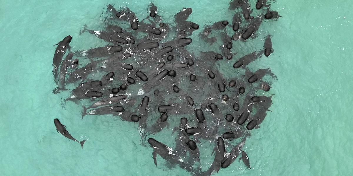 Più di 50 cetacei sono morti dopo essersi arenati su una spiaggia australiana