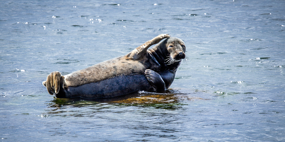 Una foca al largo dell'isola di Greifswalder Oie, nel mar Baltico, Germania
(Jens B¸ttner/dpa/ansa)