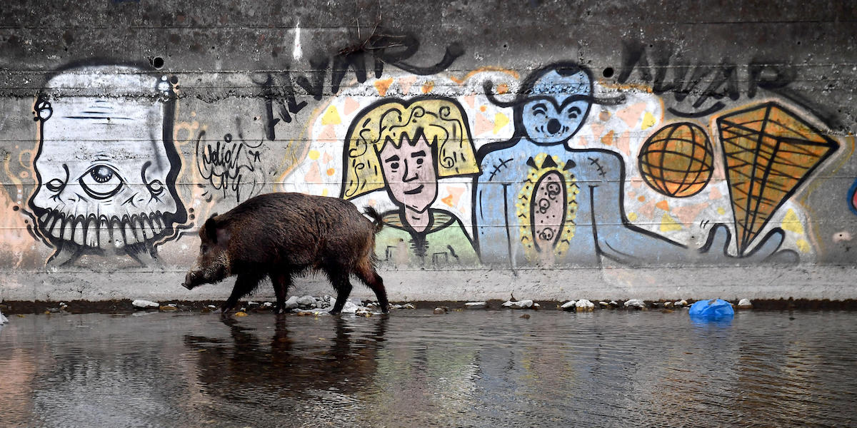 un cinghiale a genova