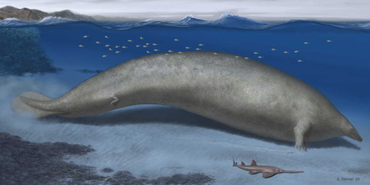 Potrebbe essere esistito un animale molto più grosso della balenottera azzurra