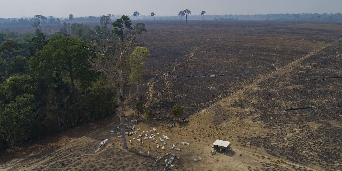 Il governo del Brasile ha detto che a luglio il tasso di deforestazione in Amazzonia si è ridotto di due terzi rispetto al 2022