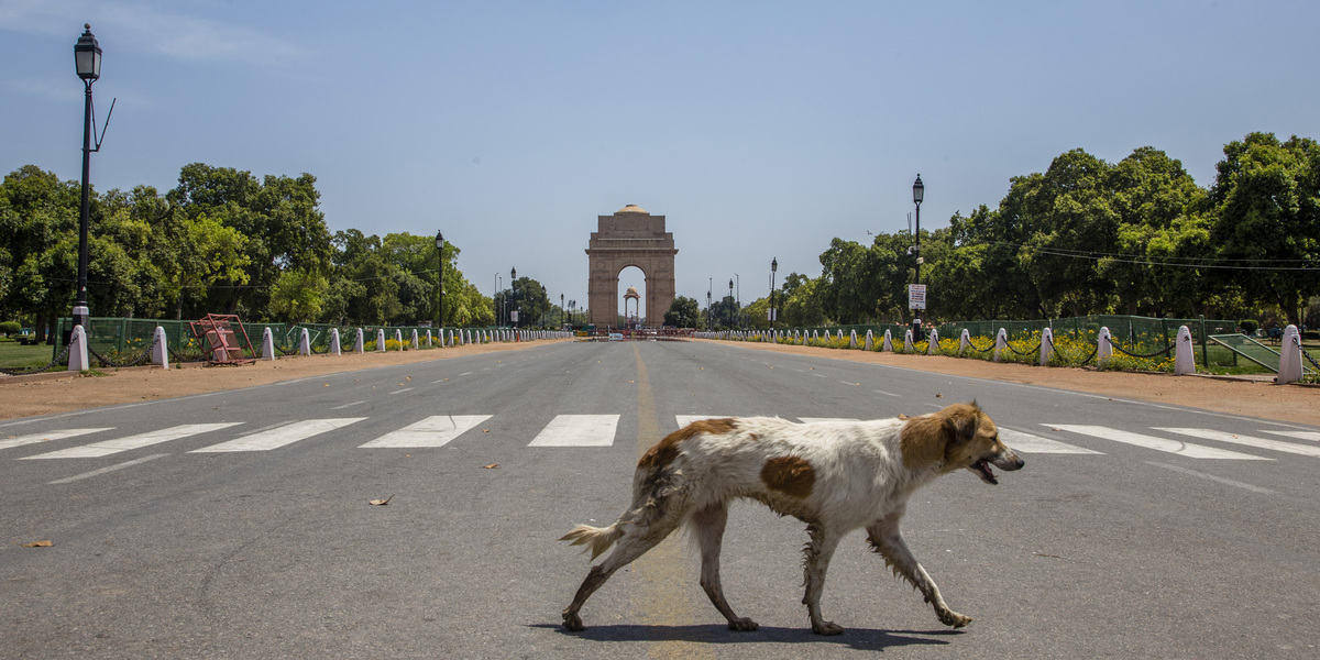 Delhi non sa cosa fare con i cani randagi