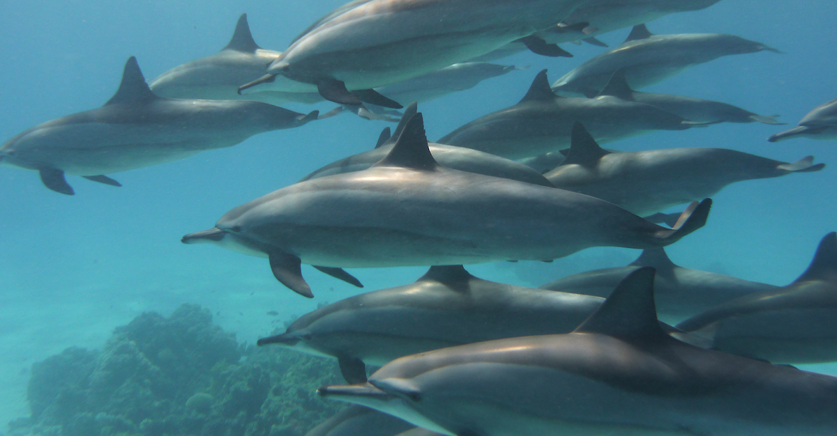 «Una volta entrati nel reef di prima mattina i delfini si compattano in gruppo, a stretto contatto uno con l’altro, e nuotano avanti e indietro nella zona A per riposare» (foto Amina Cesario)
