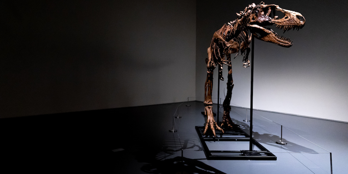 Lo scheletro di un dinosauro all'asta da Sotheby's, a New York, il 5 luglio 2022 (AP Photo/Julia Nikhinson, LaPresse)