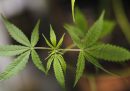 La proposta del governo tedesco per legalizzare la marijuana