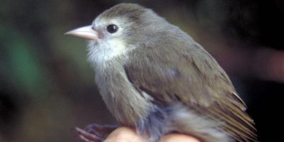 L'uccello a rischio di estinzione alle Hawaii
