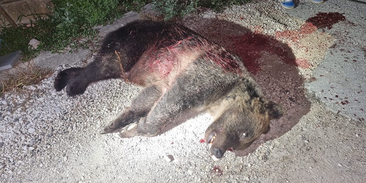Il corpo dell'orsa Amarena (Parco Nazionale d'Abruzzo Lazio e Molise)