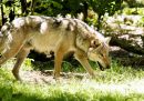 La Commissione Europea vuole rivalutare la protezione dei lupi