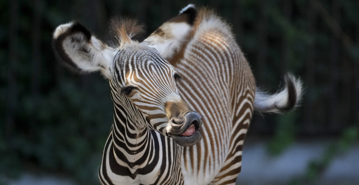 Una zebra nata a inizio mese al Bioparco di Roma, Italia 
(AP Photo/Andrew Medichini)