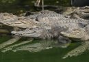 Un'alluvione ha fatto scappare decine di coccodrilli da un allevamento in Cina