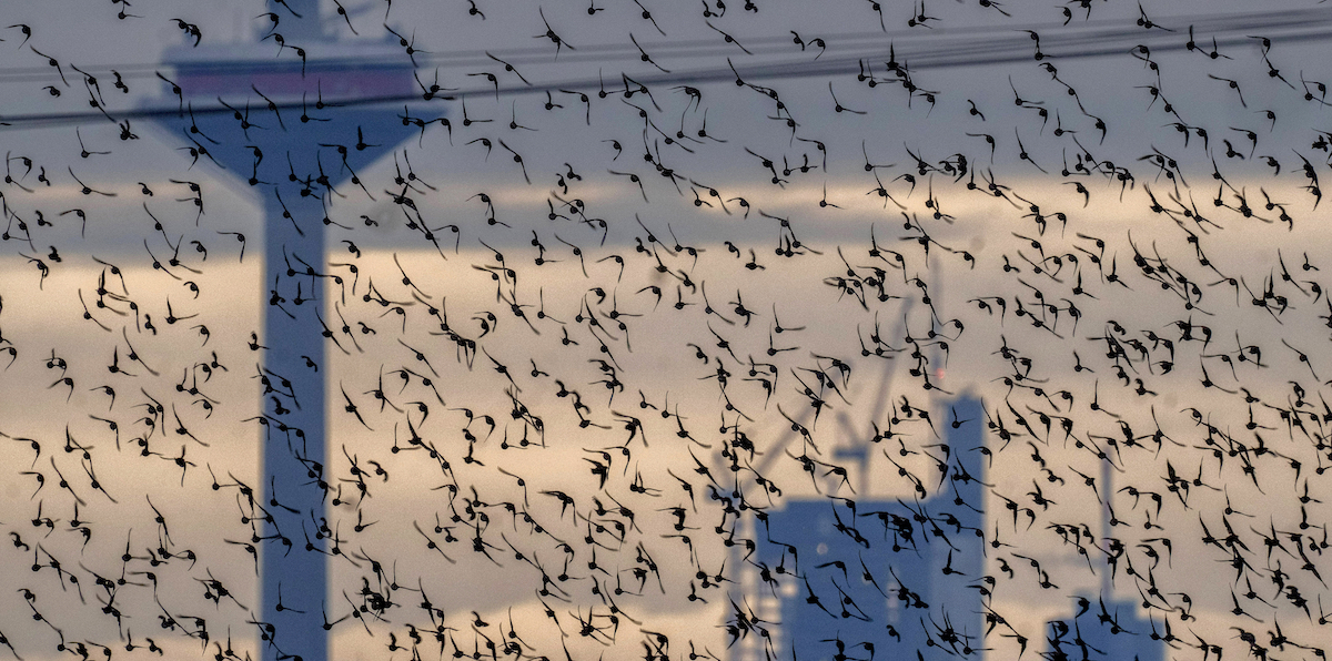Uno stormo di uccelli nel quartiere finanziario di Francoforte, in Germania, 9 agosto 2023 (AP Photo/Michael Probst)