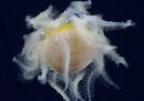 La scoperta di una misteriosa creatura marina su Instagram