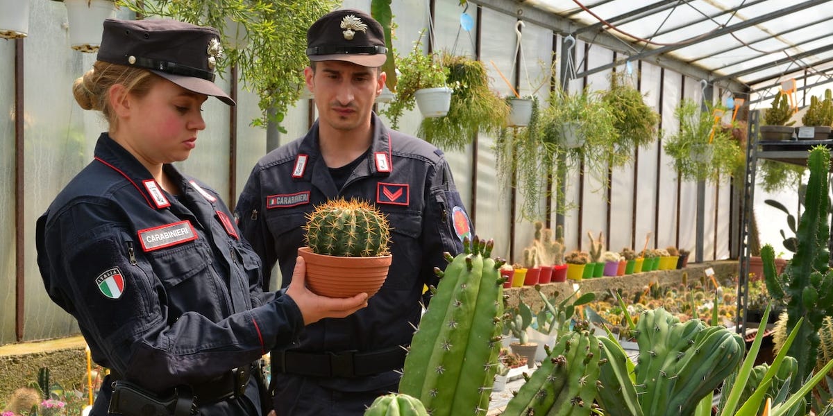 Un cactus sequestrato in provincia di Firenze (carabinieri del nucleo Cites)