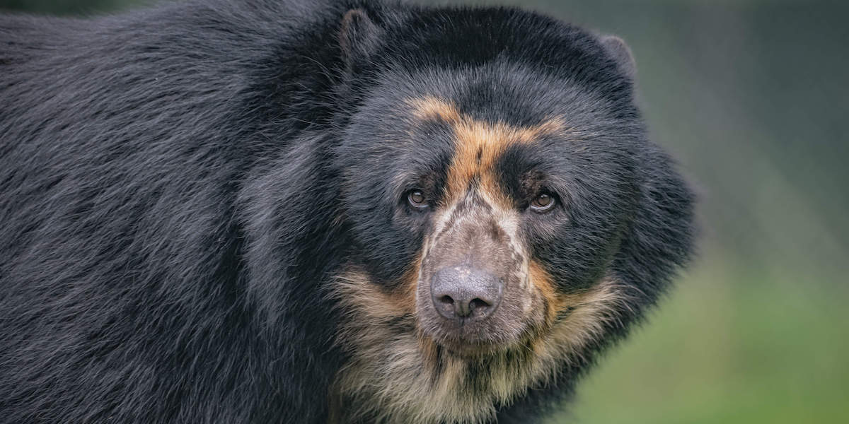 Un raro esemplare di orso andino arrivato allo zoo di Chester, Regno Unito (ZUMA press)
