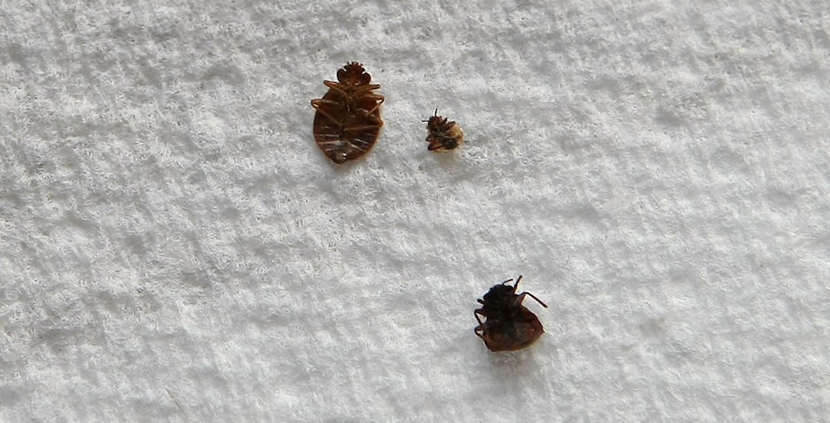 Paris is dealing with a bed bug infestation