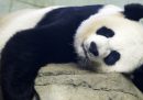 La “diplomazia del panda” sta per finire?