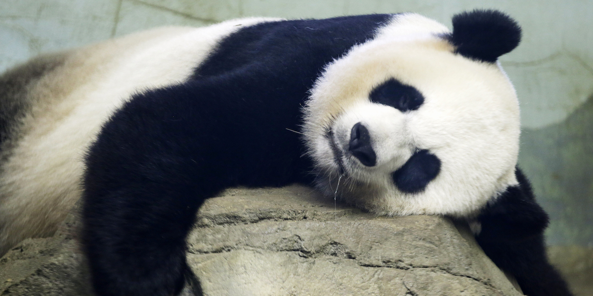 Un panda dello Smithsonian National Zoo di Washington fotografato nel 2015