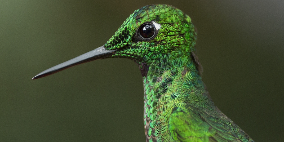 Un colibrì della specie Heliodoxa jacula (Dan Kitwood/Getty Images)