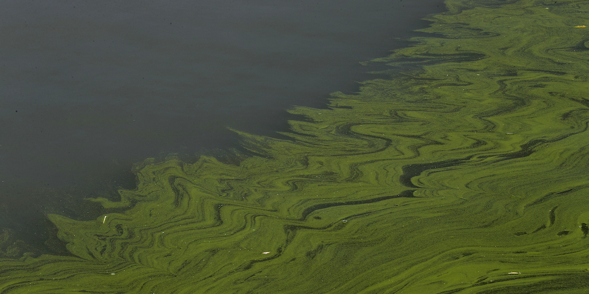 Eccesso di alghe sulla superficie del lago Erie, negli Stati Uniti, nel 2017 (AP Photo/Paul Sancya, File)