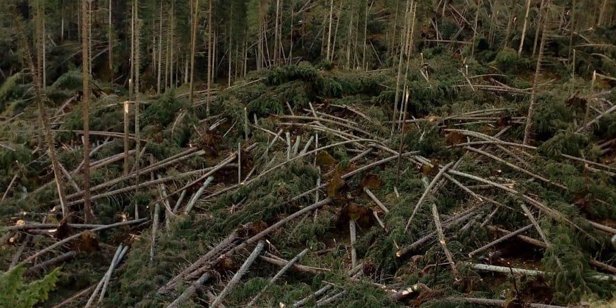 Come stanno le foreste delle Dolomiti a 5 anni dalla tempesta Vaia
