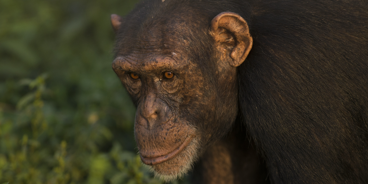 Una scimpanzé in Guinea (Dan Kitwood/Getty Images)