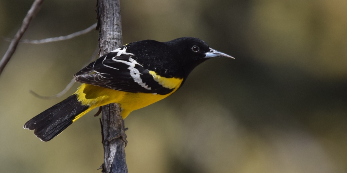 The American Ornithological Society will change the names of all bird species named after people