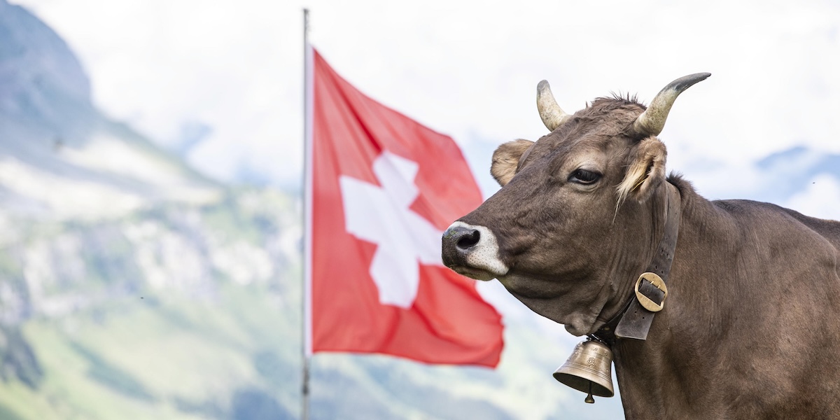 La ciudad suiza peleando por los cencerros