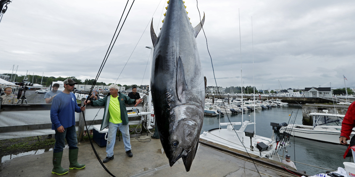 Un tonno rosso pescato vicino al Maine, negli Stati Uniti, nel 2018 (AP Photo/Robert F. Bukaty, File)