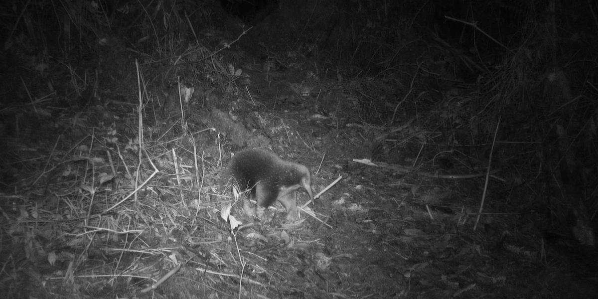 Una echidna dal becco lungo di Sir David ripresa da una fototrappola in una foresta della Papua, in Indonesia (EPA/EXPEDITION CYCLOPS, ANSA)