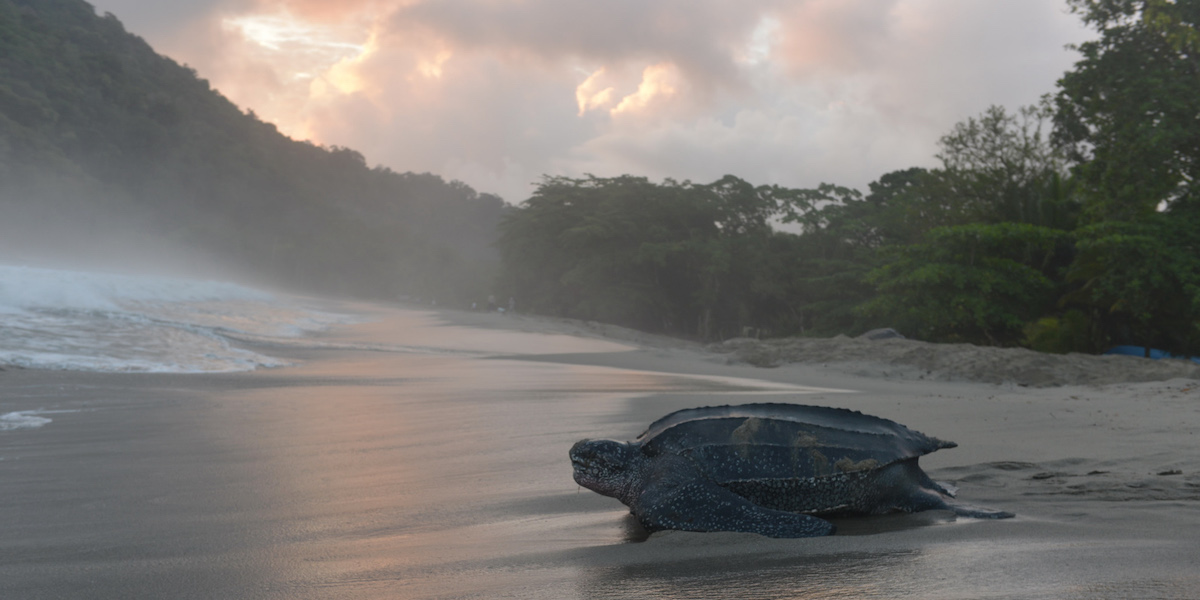 Una tartaruga liuto su una spiaggia di Trinidad nel 2013 (AP Photo/David McFadden)